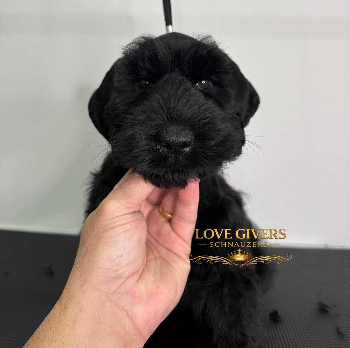 Miniature Schnauzer Puppies breeder image 9