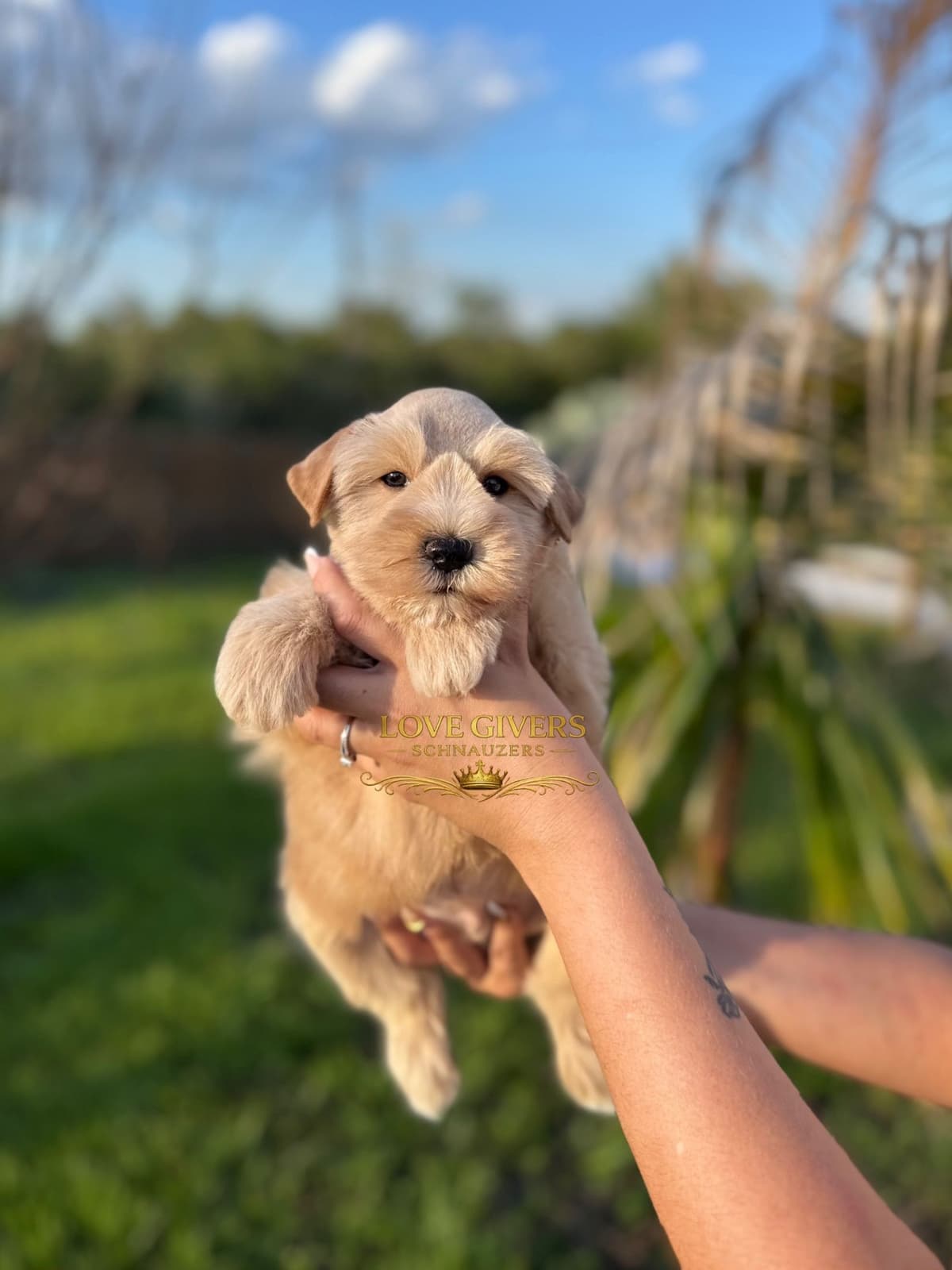 Miniature Schnauzer Puppies breeder image 8