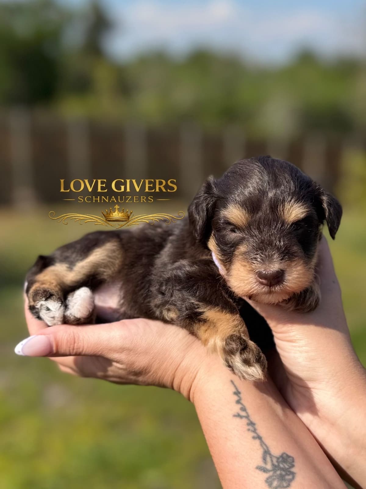 Miniature Schnauzer Puppies breeder image 10