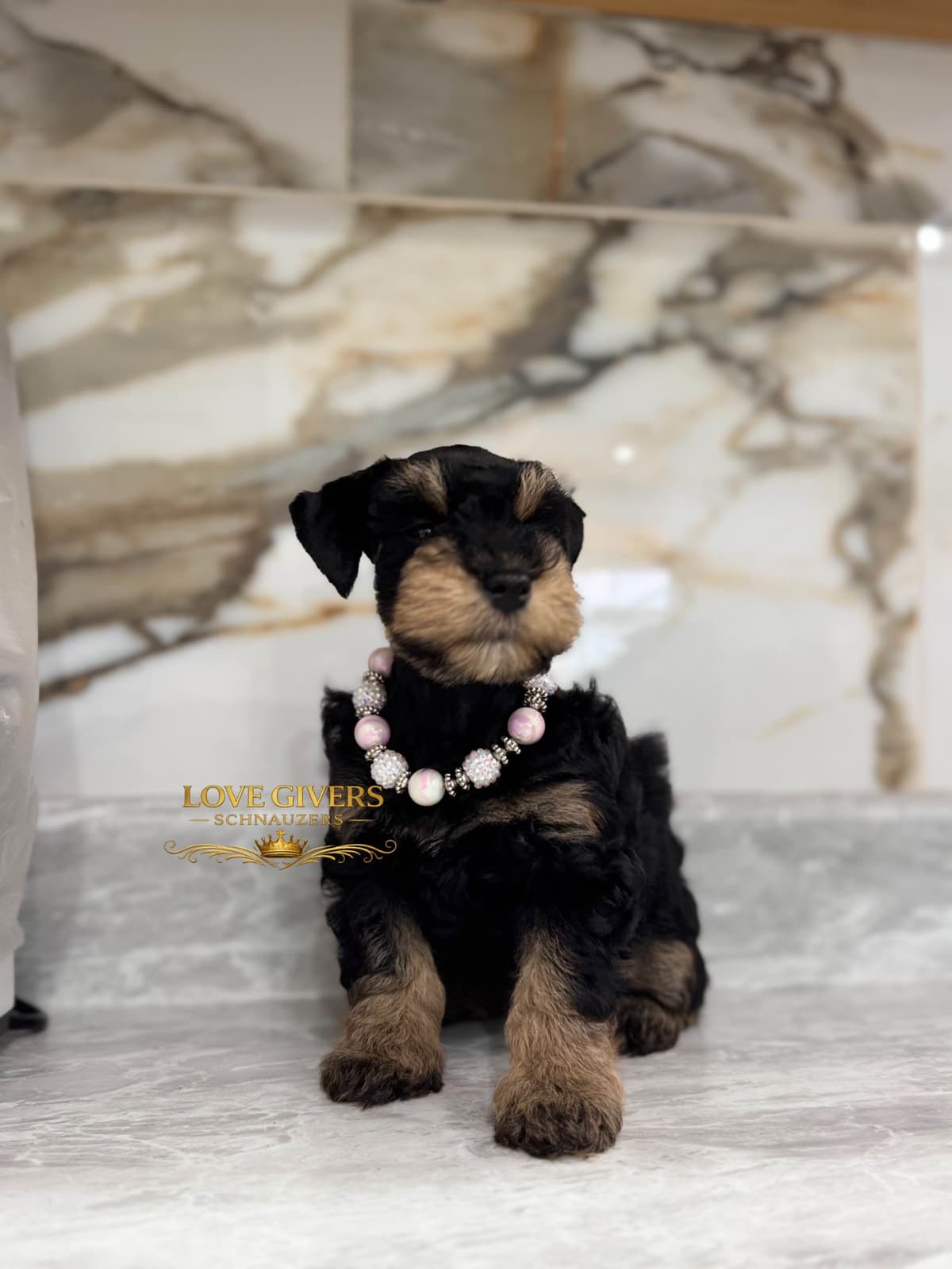 Miniature Schnauzer Puppies breeder image 12