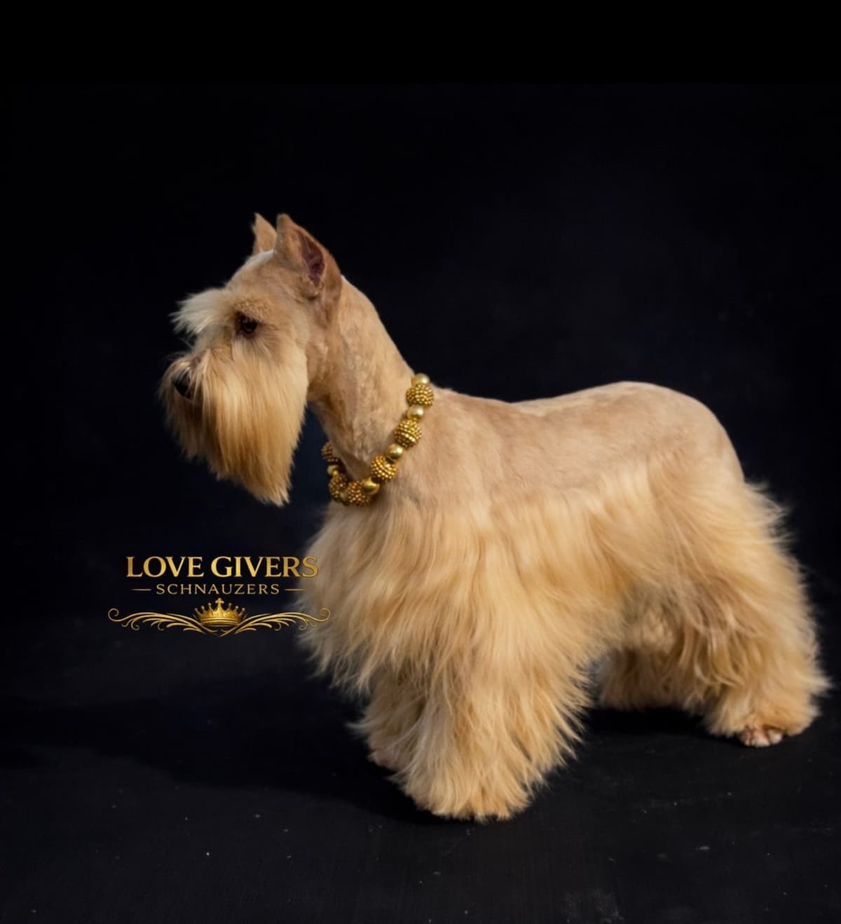 Miniature Schnauzer Puppies breeder image 14