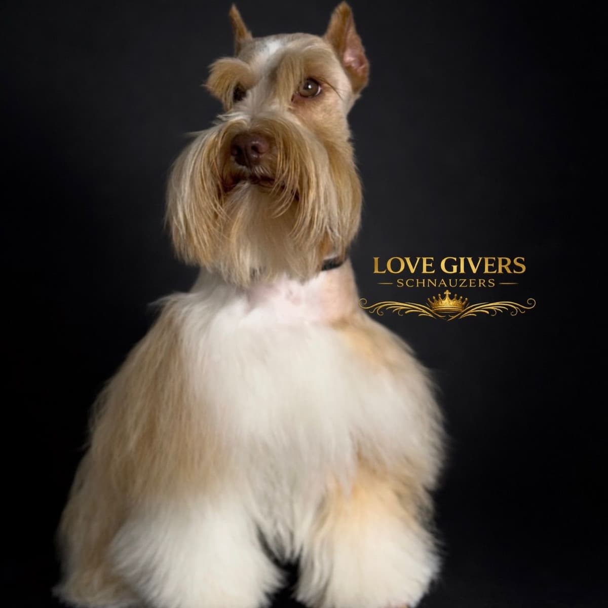 Miniature Schnauzer Puppies breeder image 15