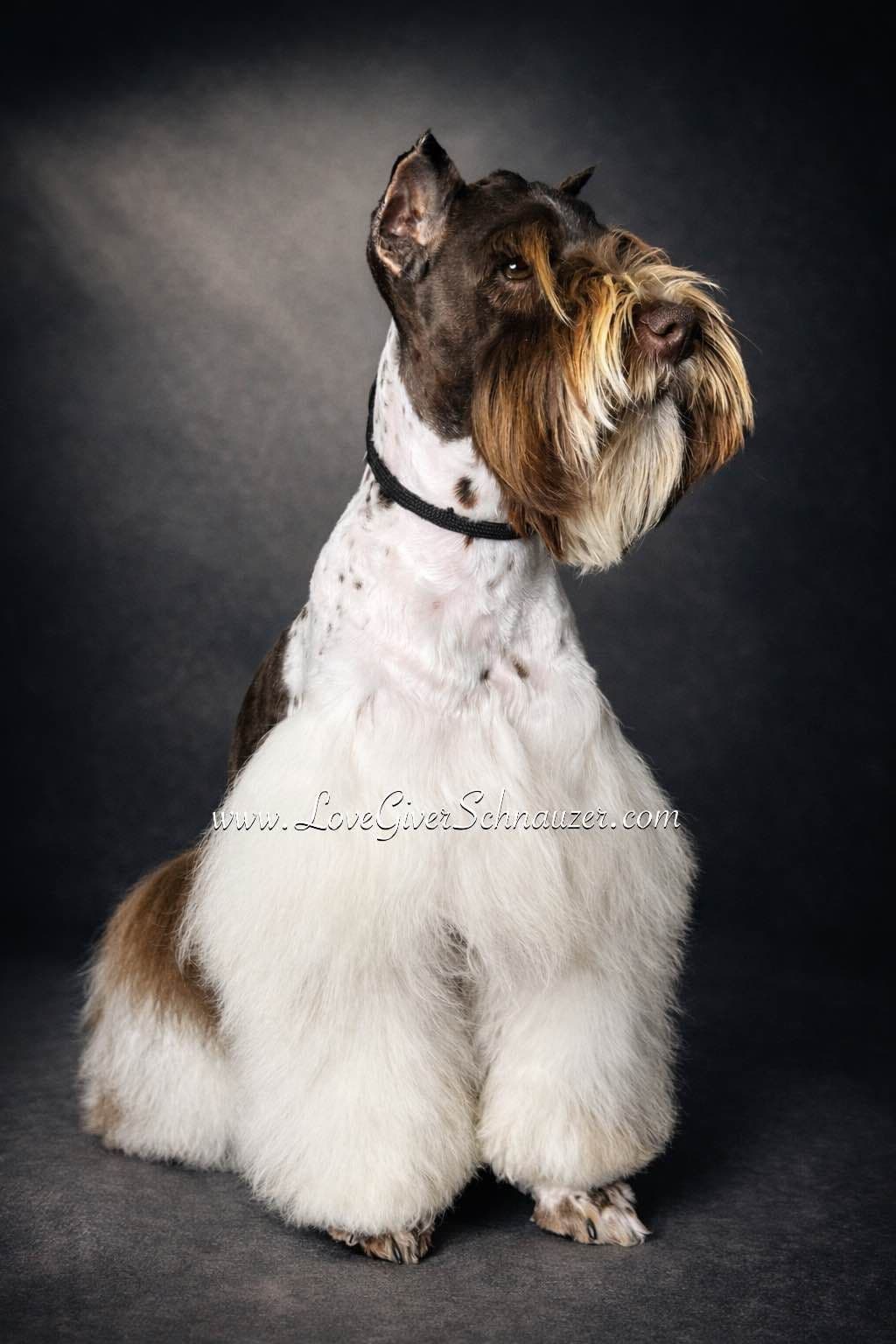 Miniature Schnauzer Puppies breeder image 16