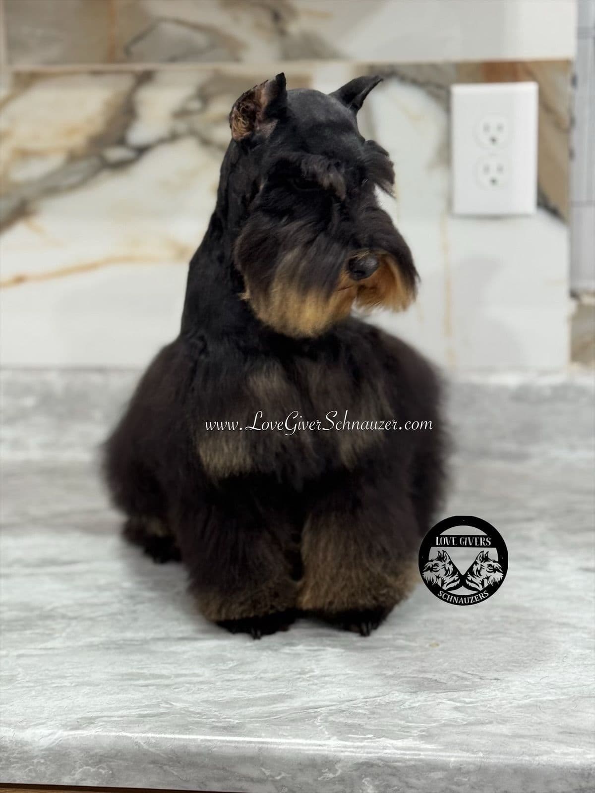 Miniature Schnauzer Puppies breeder image 17
