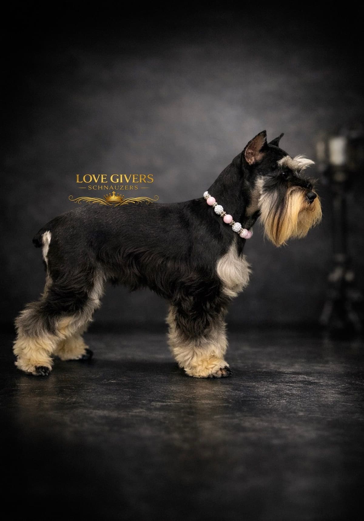 Miniature Schnauzer Puppies breeder image 18