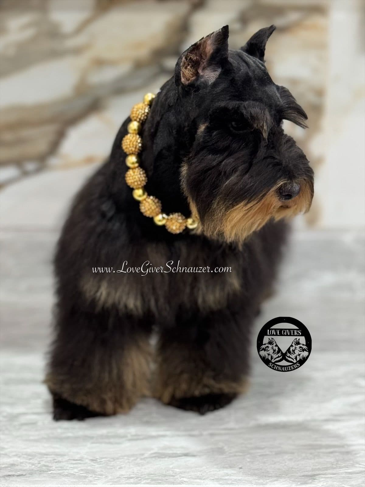 Miniature Schnauzer Puppies breeder image 2