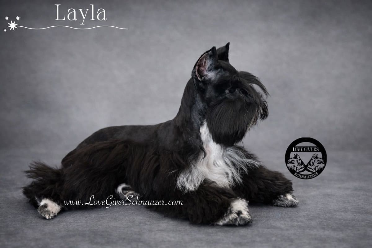 Miniature Schnauzer Puppies breeder image 20