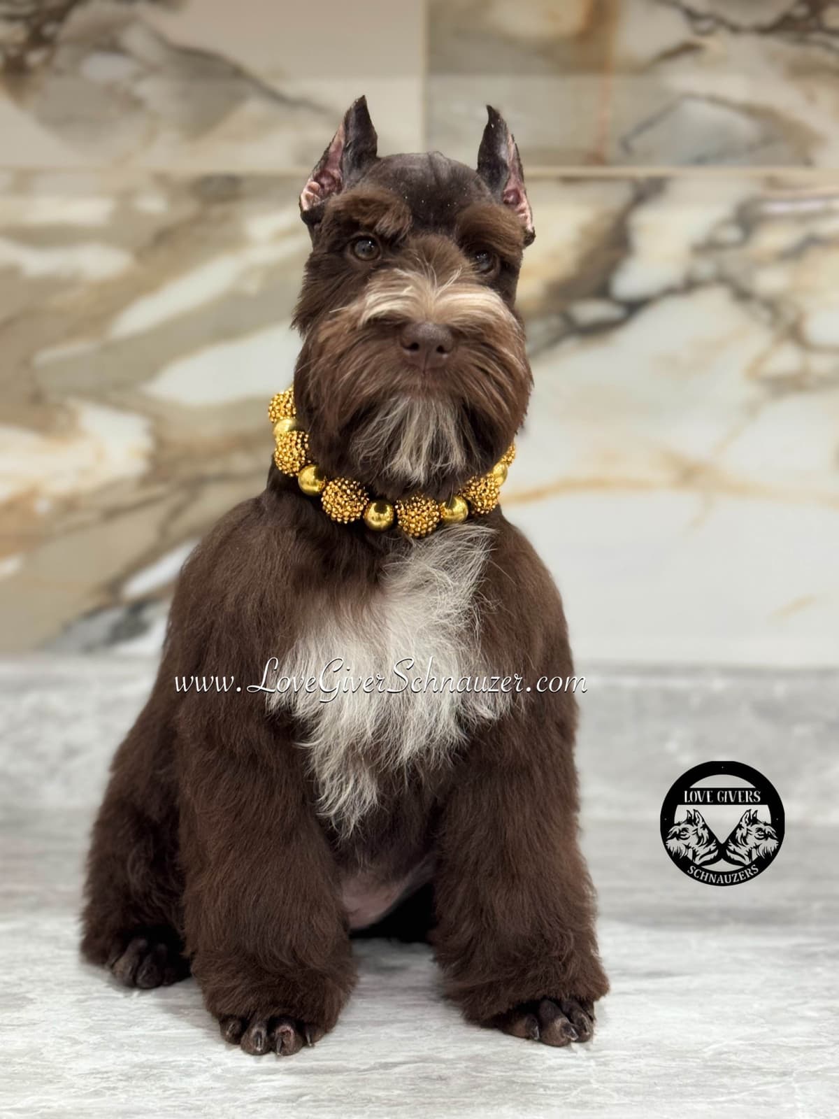 Miniature Schnauzer Puppies breeder image 22