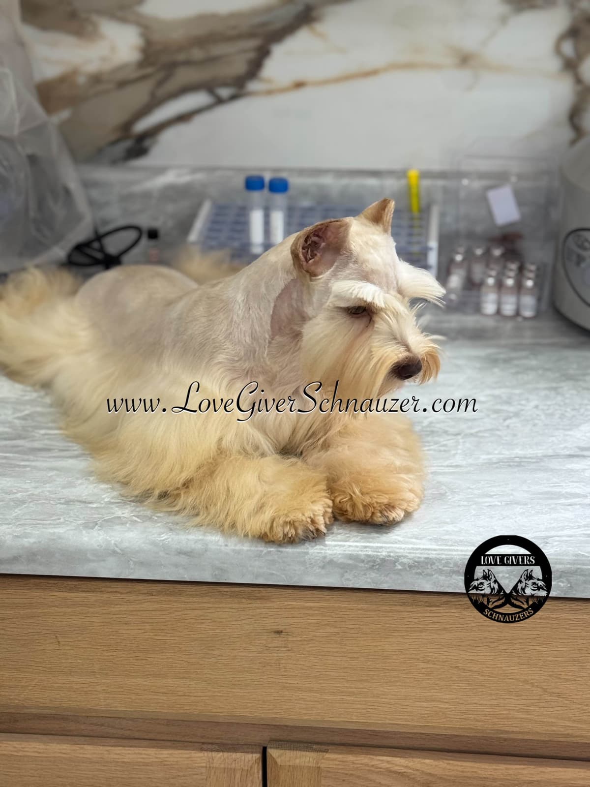 Miniature Schnauzer Puppies breeder image 24
