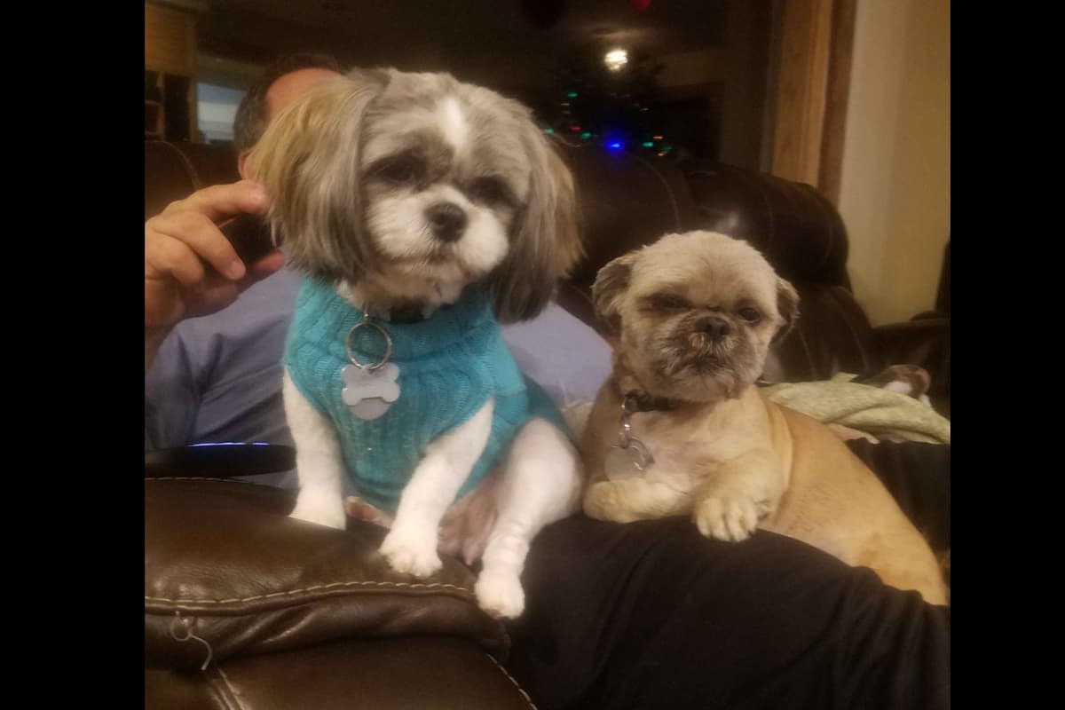 Shih Tzu Puppies breeder image 1