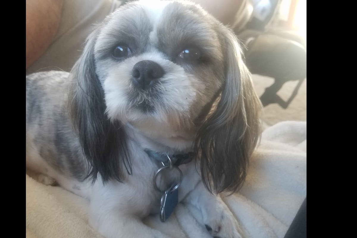 Shih Tzu Puppies breeder image 2