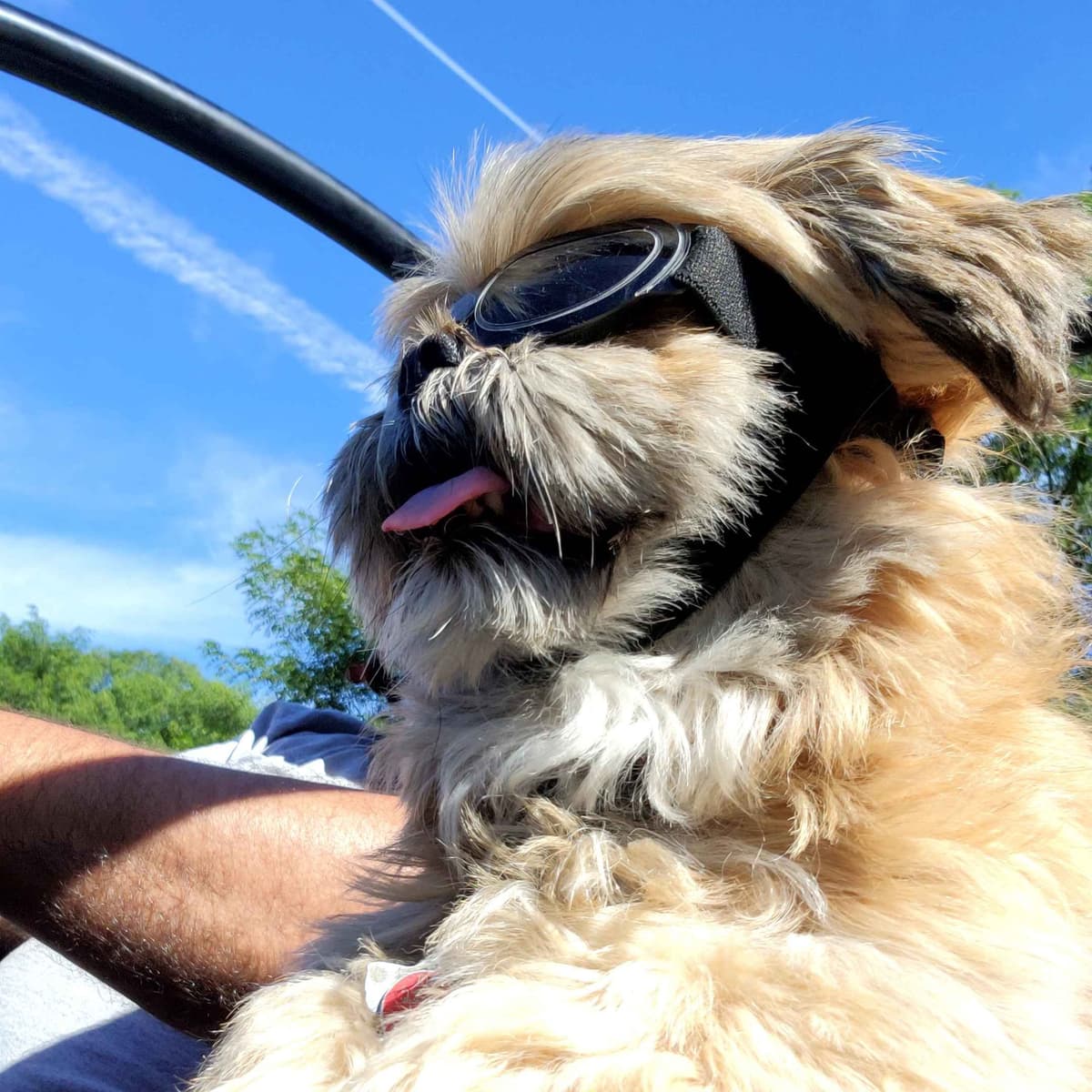 Shih Tzu Puppies breeder image 5