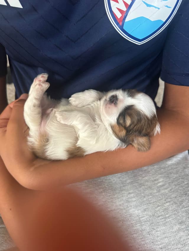 Shih Tzu Puppies media 2