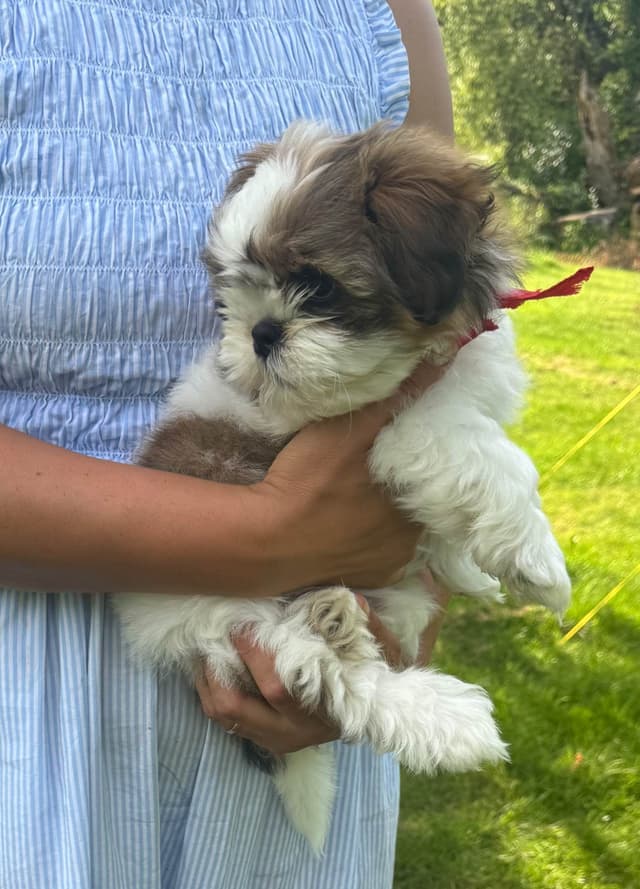 Shih Tzu Puppies media 3