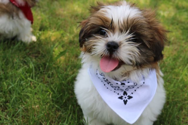 Shih Tzu Puppies media 4