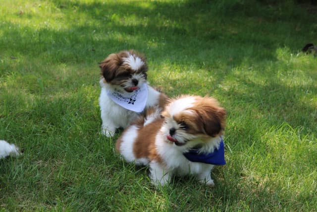 Shih Tzu Puppies media 5