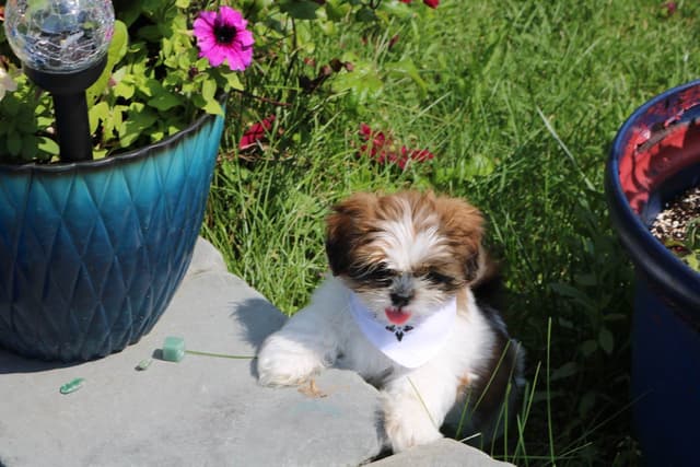Shih Tzu Puppies media 6