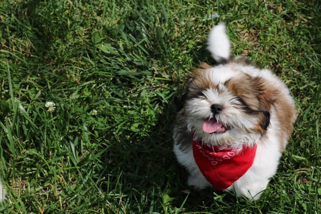 Shih Tzu Puppies media 8