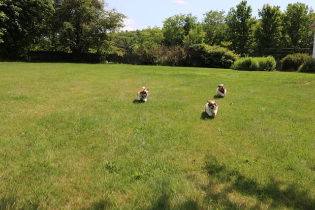 Shih Tzu Puppies media 7