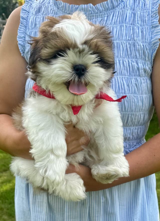 Shih Tzu Puppies media 9