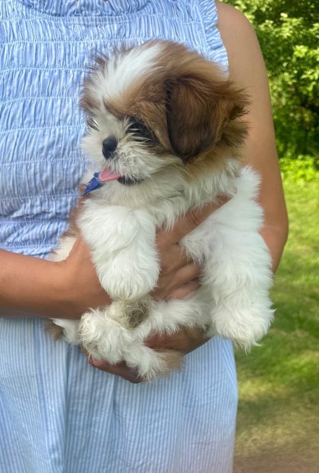 Shih Tzu Puppies media 10