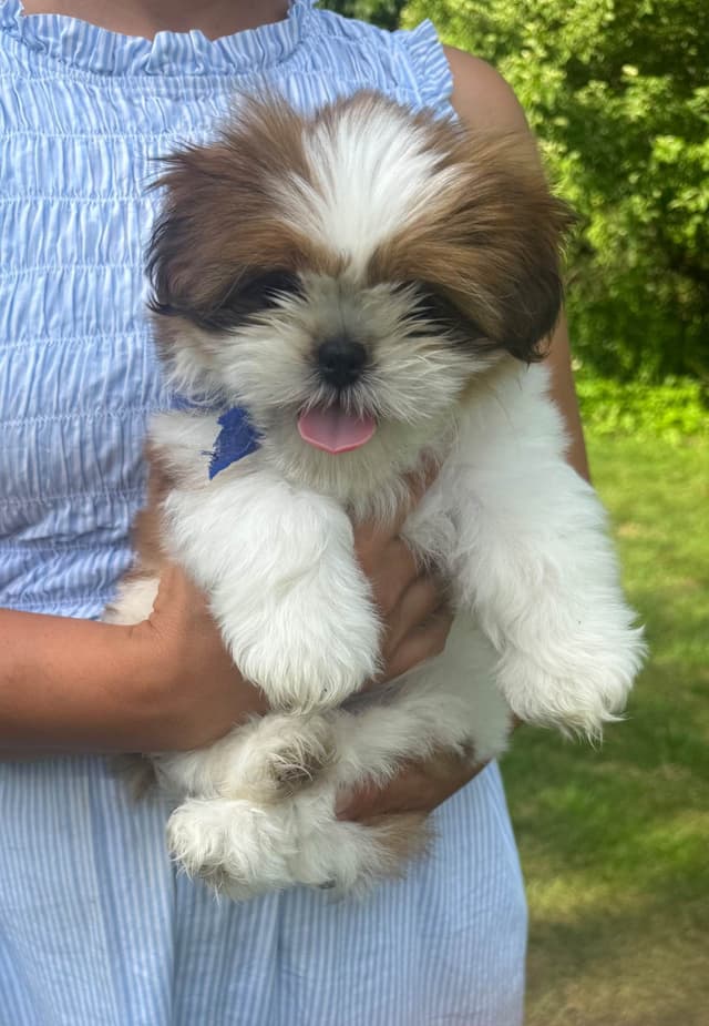 Shih Tzu Puppies media 12