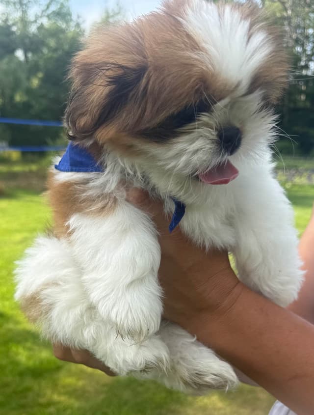 Shih Tzu Puppies media 11