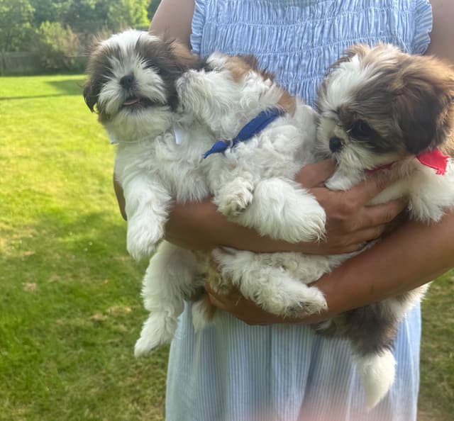 Shih Tzu Puppies media 13
