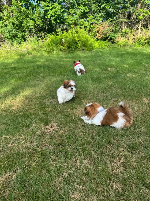 Shih Tzu Puppies media 14