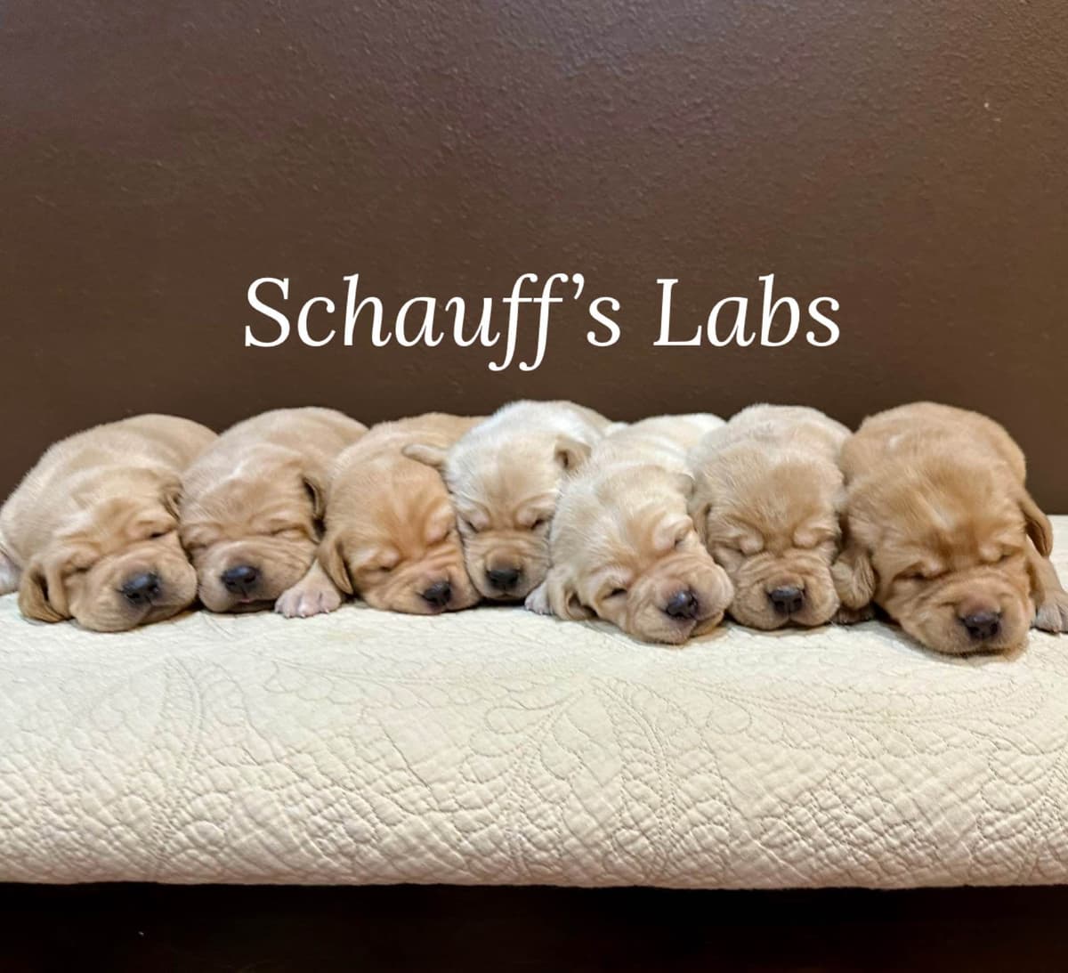 Labrador Retriever Puppies breeder image 4