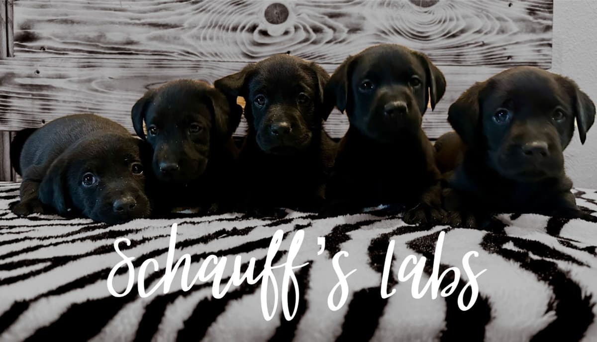 Labrador Retriever Puppies breeder image 5