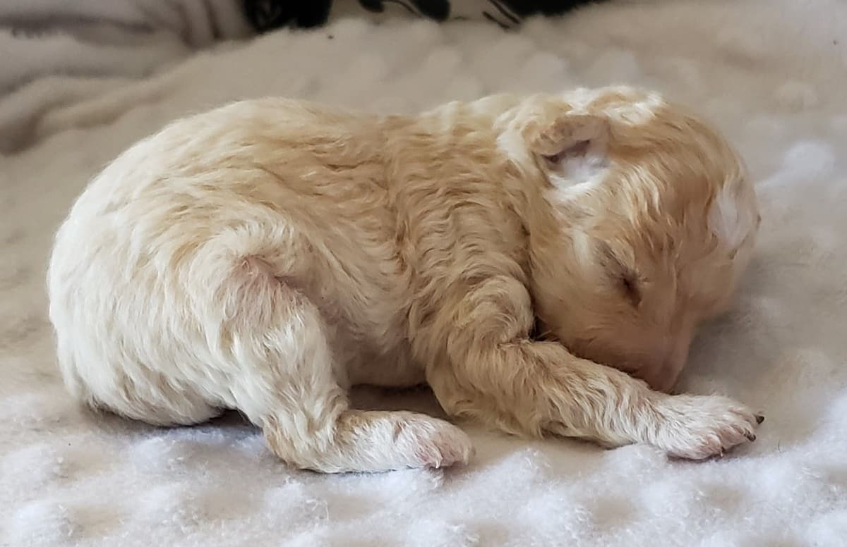 Poodle Puppies breeder image 1