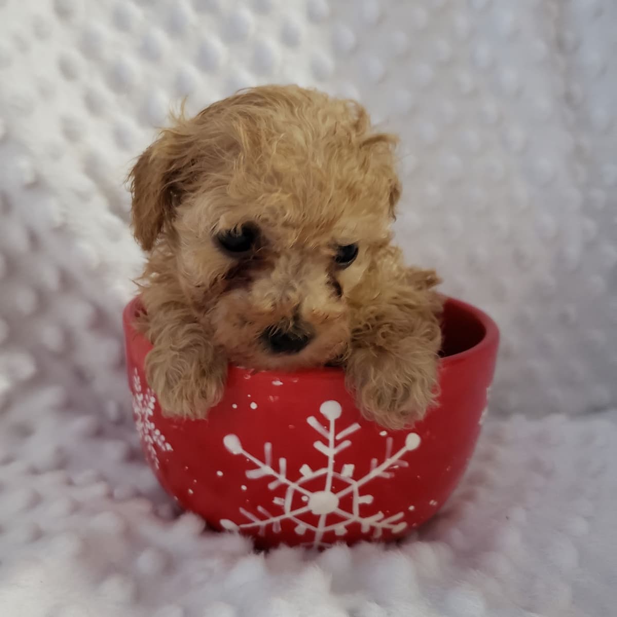 Poodle Puppies breeder image 5