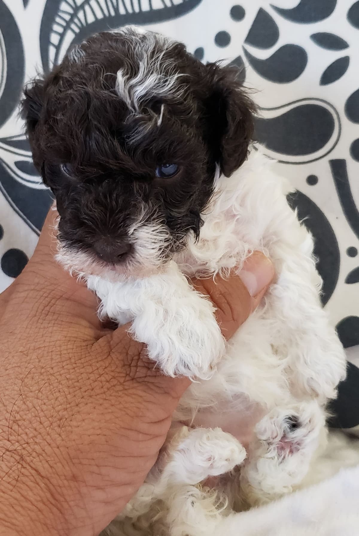 Poodle Puppies breeder image 4