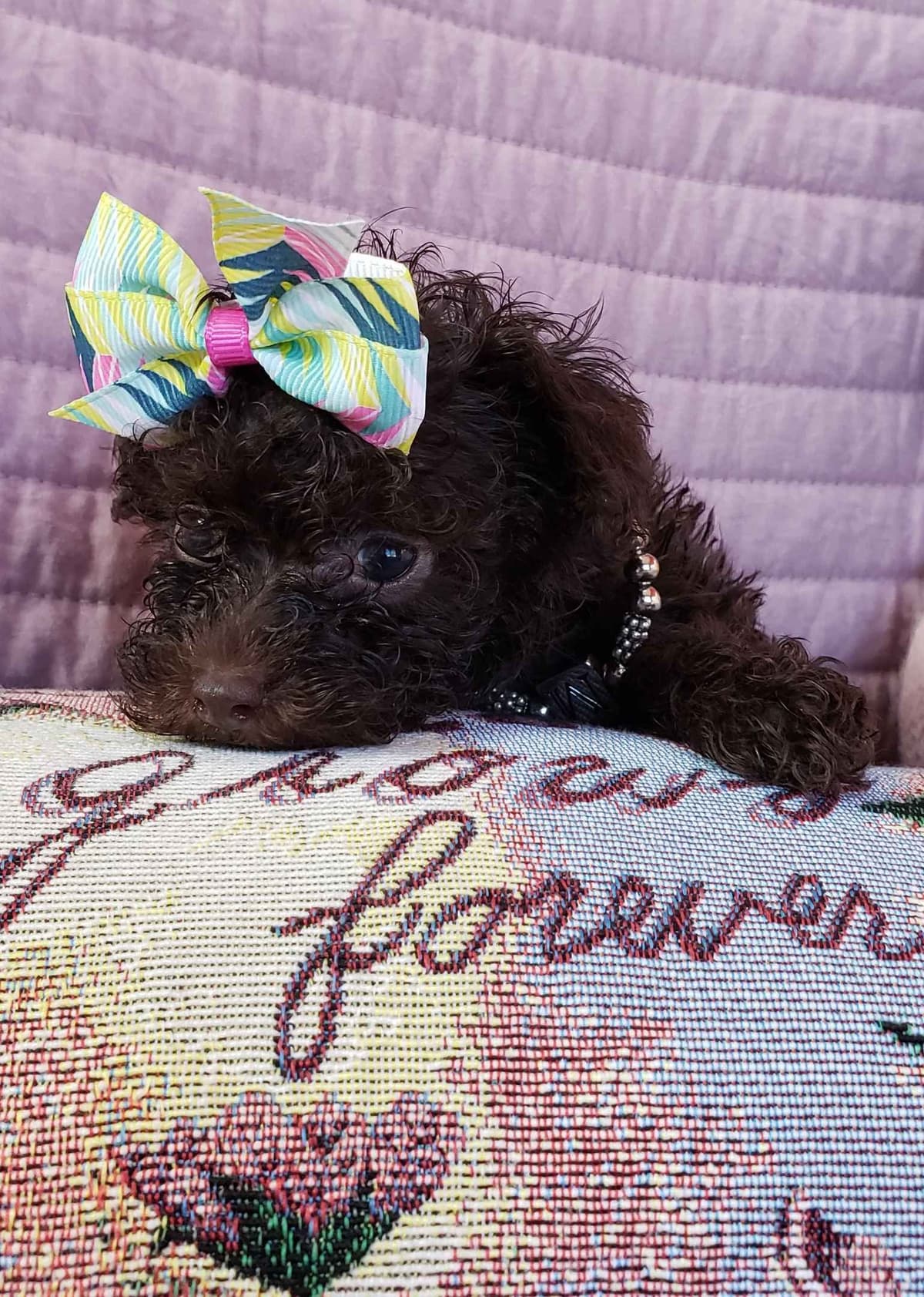 Poodle Puppies breeder image 6