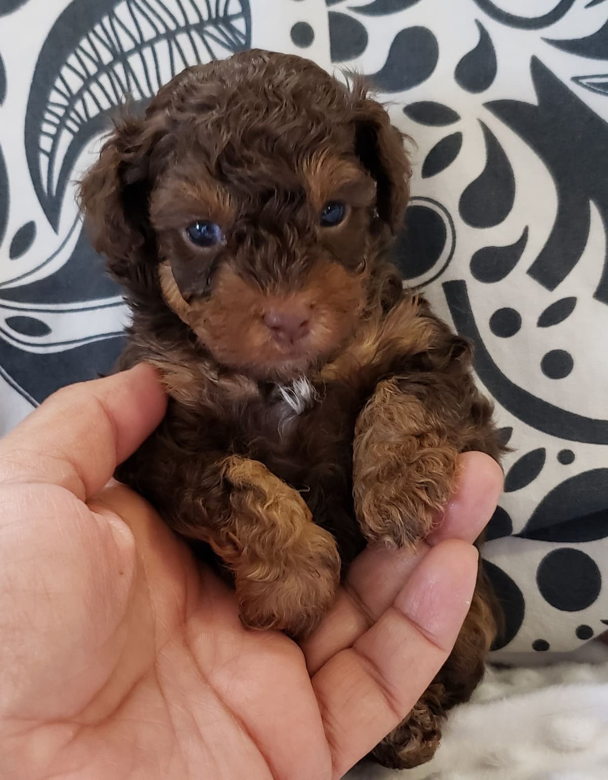 Poodle Puppies breeder image 7