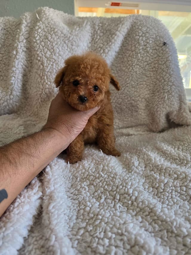 Poodle Puppies media 2