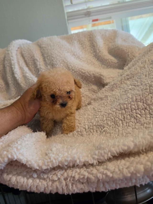 Poodle Puppies media 3