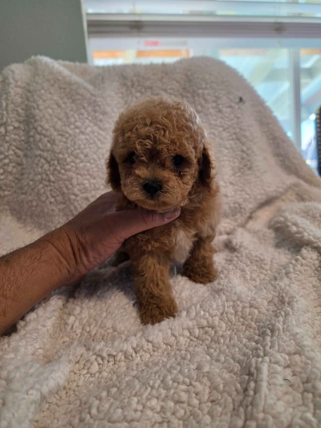 Poodle Puppies media 2