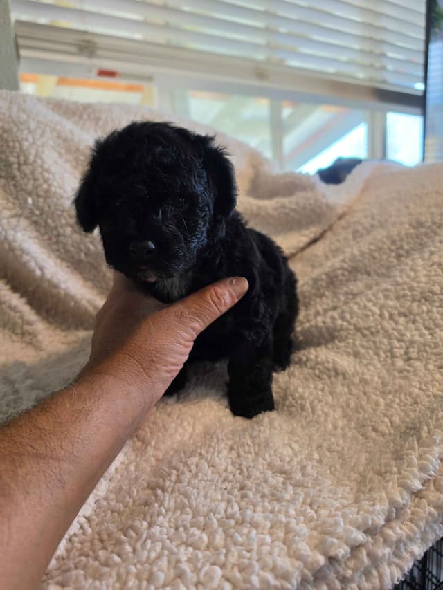 Poodle Puppies media 3