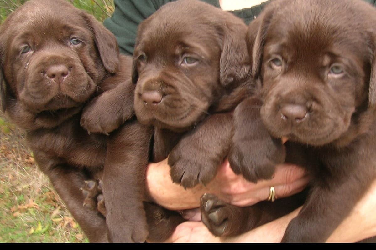 Labrador Retriever Puppies breeder image 1