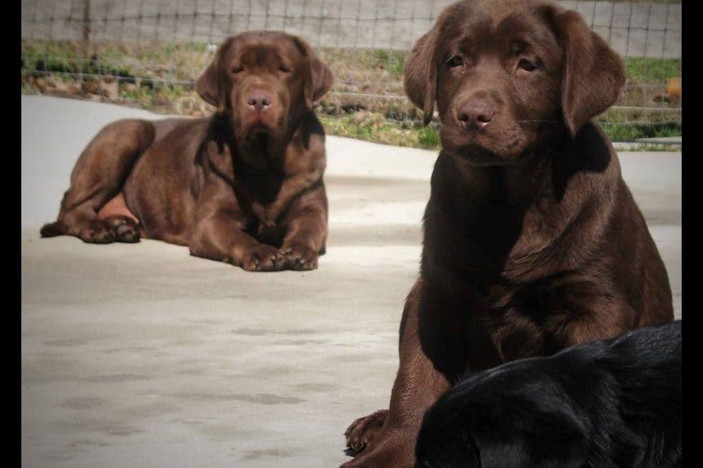 Labrador Retriever Puppies breeder image 2