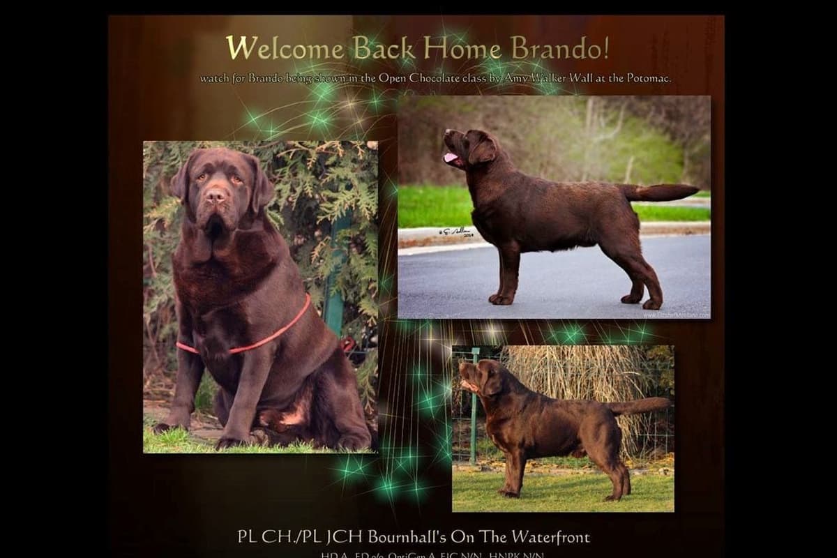 Labrador Retriever Puppies breeder image 4