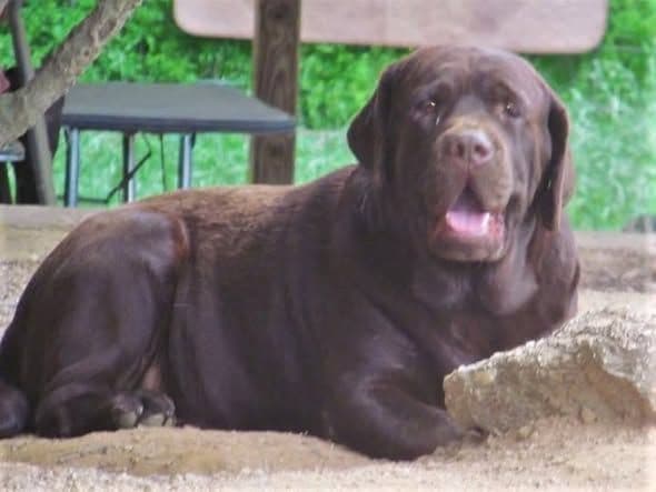 Labrador Retriever Puppies breeder image 6