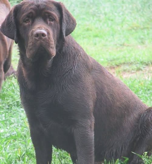 Labrador Retriever Puppies breeder image 7
