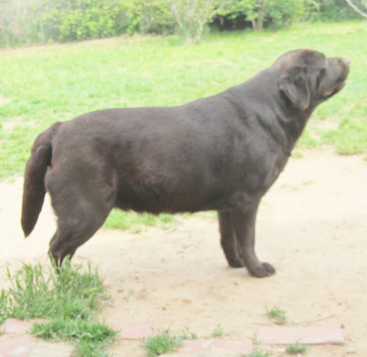 Labrador Retriever Puppies breeder image 8