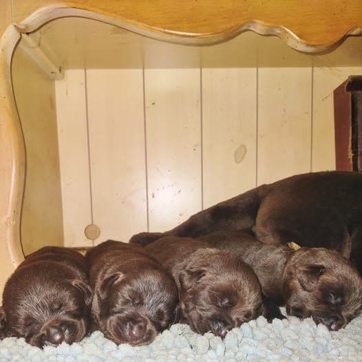 Labrador Retriever Puppies breeder image 9