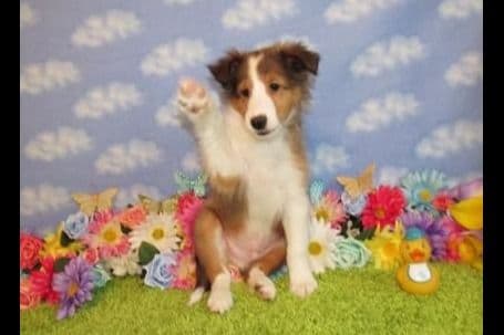 Shetland Sheepdog Puppies Raised In Home breeder image 1