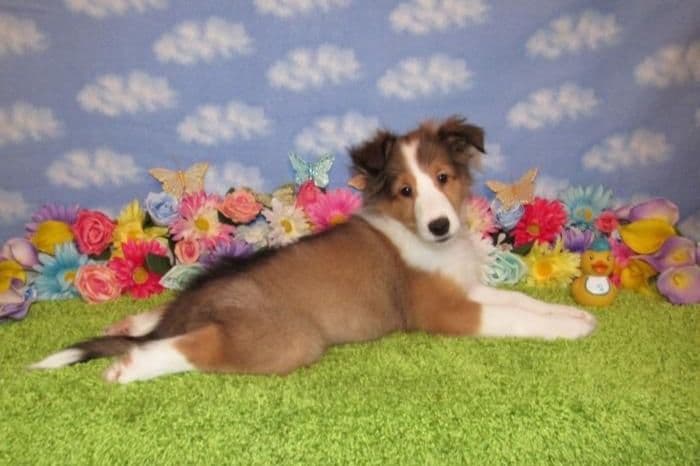 Shetland Sheepdog Puppies Raised In Home breeder image 2