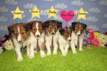 Shetland Sheepdog Puppies Raised In Home breeder image 3